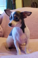 Max, a male Chihuahua for sale in Loxley, AL – Photo 2 of 4