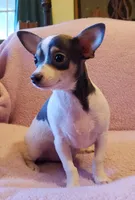 Max, a male Chihuahua for sale in Loxley, AL – Photo 1 of 4