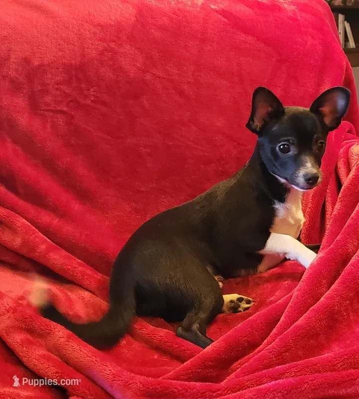 Max – Chihuahua puppy for sale in Loxley, AL