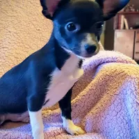 Max, a male Chihuahua for sale in Loxley, AL – Photo 2 of 2