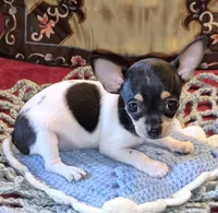 Sparky, a male Chihuahua for sale in Loxley, AL – 1 of 5