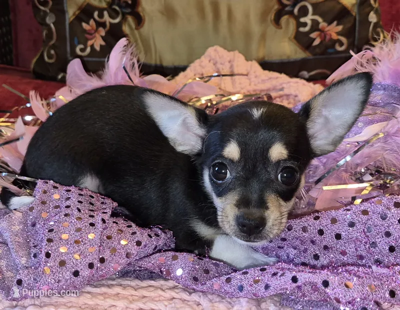Gizmo – Chihuahua puppy for sale in Loxley, AL