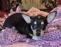 Roxie, a female Chihuahua for sale in Loxley, AL – 1 of 5