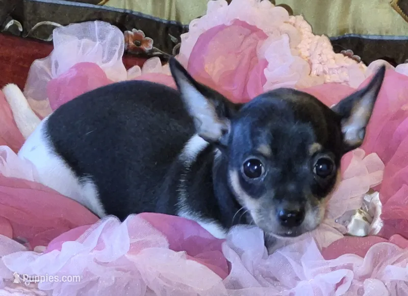 Candy – Chihuahua puppy for sale in Loxley, AL