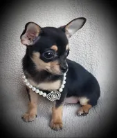 Taco, a male Chihuahua for sale in Loxley, AL – Photo 2 of 3