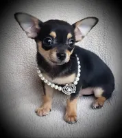 Taco, a male Chihuahua for sale in Loxley, AL – Photo 1 of 3