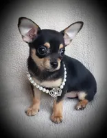 Taco, a male Chihuahua for sale in Loxley, AL – Photo 3 of 3