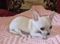 Sold, a female Chihuahua for sale in Loxley, AL – 3 of 4
