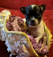 Candy, a female Chihuahua for sale in Loxley, AL – 3 of 4