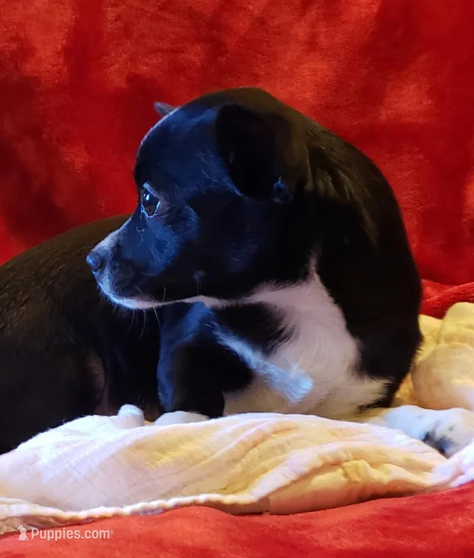 Gus – Chihuahua puppy for sale in Loxley, AL