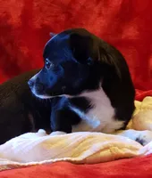 Gus, a male Chihuahua for sale in Loxley, AL – Photo 1 of 4