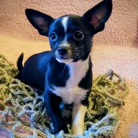 Pepper, a male Chihuahua for sale in Loxley, AL – Photo 2 of 3