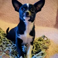 Pepper, a male Chihuahua for sale in Loxley, AL – Photo 3 of 3