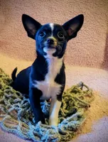 Oreo, a male Chihuahua for sale in Loxley, AL – Photo 3 of 3