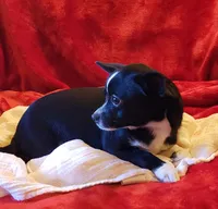 Gus, a male Chihuahua for sale in Loxley, AL – Photo 2 of 4