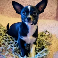 Pepper, a male Chihuahua for sale in Loxley, AL – Photo 1 of 3
