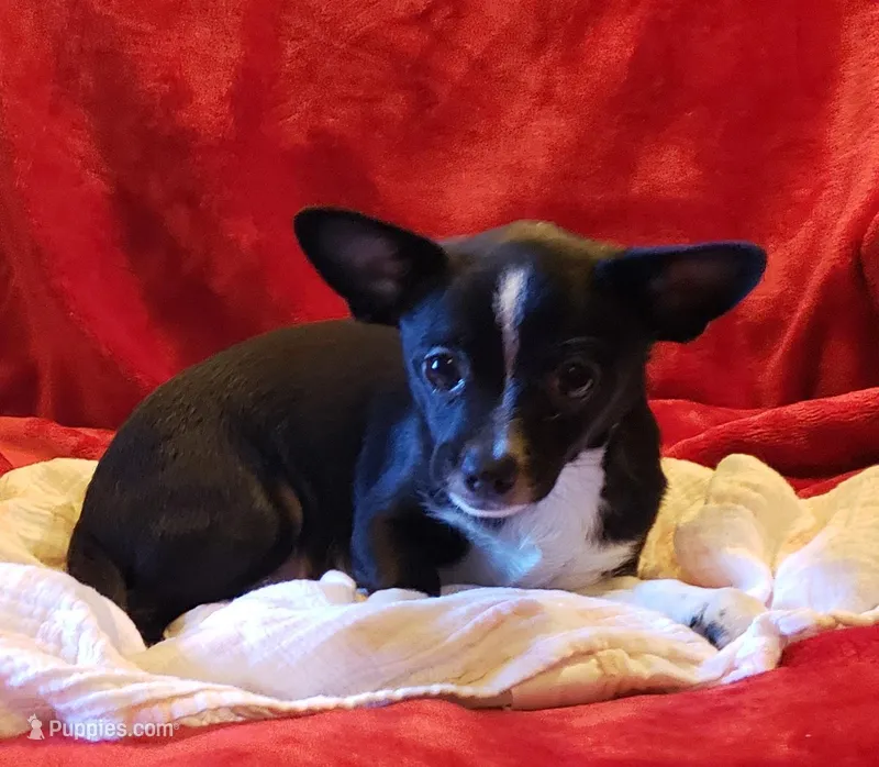 Gus – Chihuahua puppy for sale in Loxley, AL
