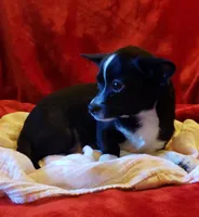 Gus, a male Chihuahua for sale in Loxley, AL – Photo 4 of 4