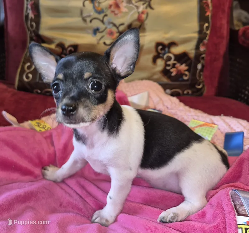 Candy – Chihuahua puppy for sale in Loxley, AL
