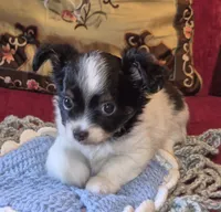 Oreo, a male Chihuahua for sale in Loxley, AL – 5 of 5