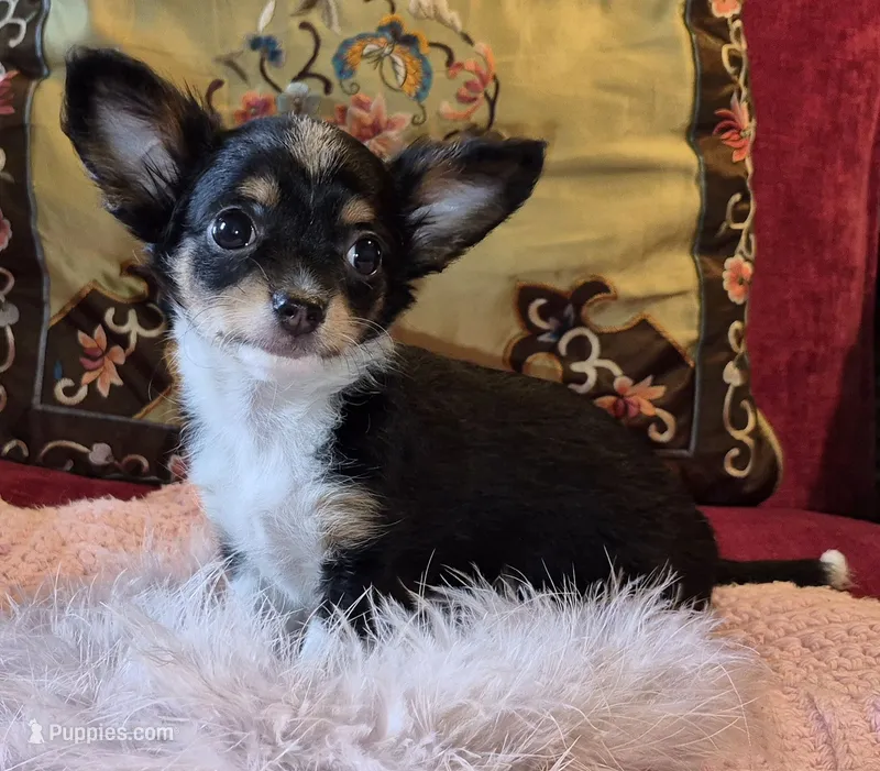 Pepper – Chihuahua puppy for sale in Loxley, AL