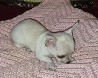 Sold, a female Chihuahua for sale in Loxley, AL – 2 of 4