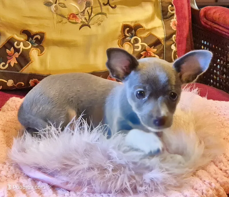 Indigo – Chihuahua puppy for sale in Loxley, AL