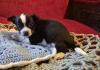Max, a male Chihuahua for sale in Loxley, AL – 3 of 4