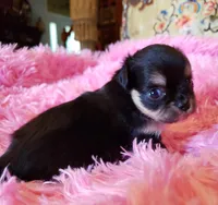 Lucy, a female Chihuahua for sale in Loxley, AL – Photo 3 of 3