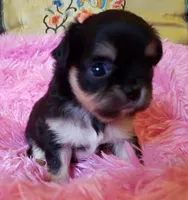 Lucy, a female Chihuahua for sale in Loxley, AL – Photo 2 of 3