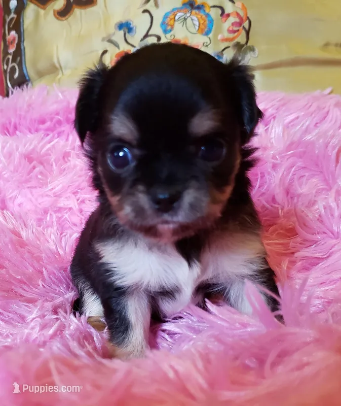 Lucy, a female Chihuahua for sale in Loxley, AL – Photo 1 of 3