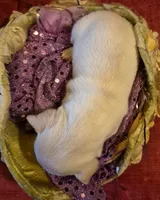 Snow, a female Chihuahua for sale in Loxley, AL – 3 of 4