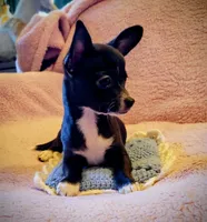 Sparky, a male Chihuahua for sale in Loxley, AL – Photo 1 of 3
