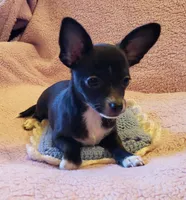 Sparky, a male Chihuahua for sale in Loxley, AL – Photo 3 of 3