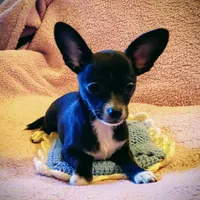Sparky, a male Chihuahua for sale in Loxley, AL – Photo 2 of 3