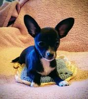 Sparky, a male Chihuahua for sale in Loxley, AL – Photo 2 of 3