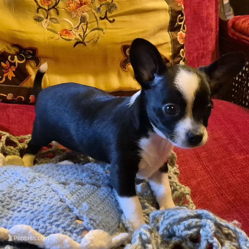 Max – Chihuahua puppy for sale in Loxley, AL
