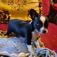 Max, a male Chihuahua for sale in Loxley, AL – 1 of 3
