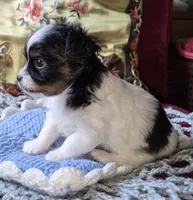 Oreo, a male Chihuahua for sale in Loxley, AL – 2 of 5