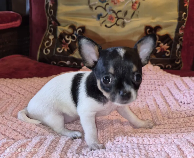 Sweetie – Chihuahua puppy for sale in Loxley, AL
