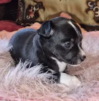 Black Beauty, a female Chihuahua for sale in Loxley, AL – 2 of 3