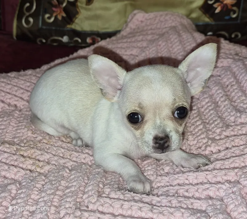 Snow – Chihuahua puppy for sale in Loxley, AL