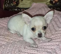 Sold, a female Chihuahua for sale in Loxley, AL – 1 of 4