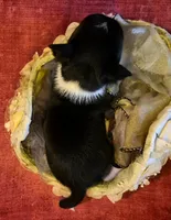 Gizmo, a female Chihuahua for sale in Loxley, AL – 3 of 4