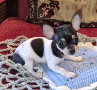 Sparky, a male Chihuahua for sale in Loxley, AL – 3 of 5