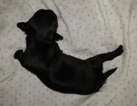 Midnight, a male Chihuahua for sale in Loxley, AL – Photo 1 of 2