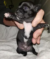 Midnight, a male Chihuahua for sale in Loxley, AL – Photo 2 of 2