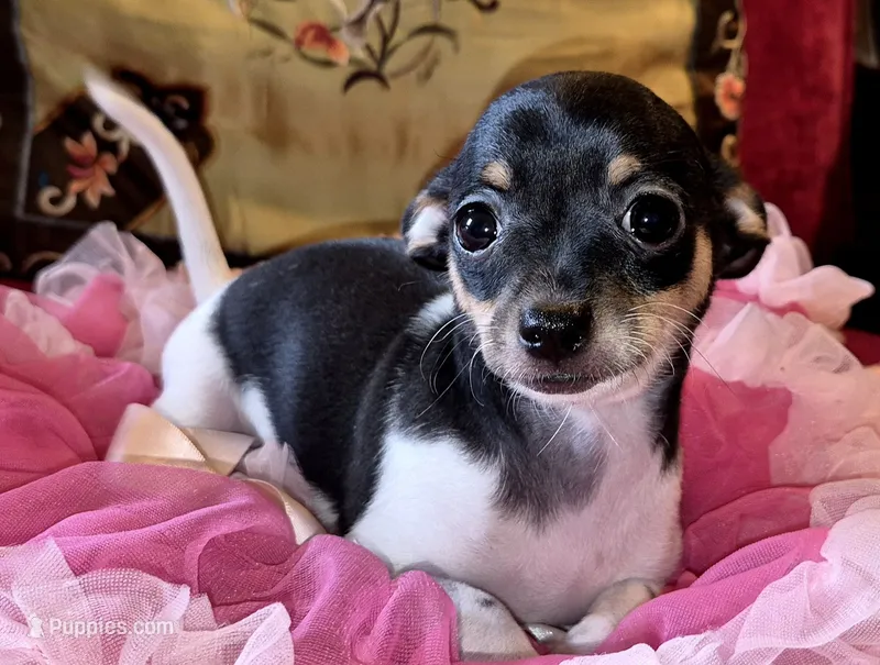Roxie – Chihuahua puppy for sale in Loxley, AL