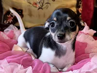 Rocket, a female Chihuahua for sale in Loxley, AL – 1 of 4