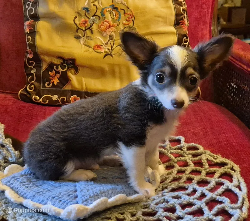 Gus – Chihuahua puppy for sale in Loxley, AL